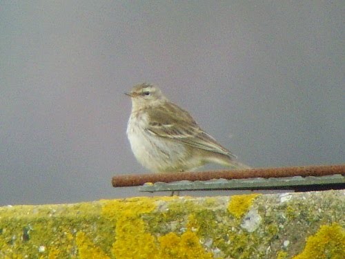 Water Pipit (Western) - ML534022811