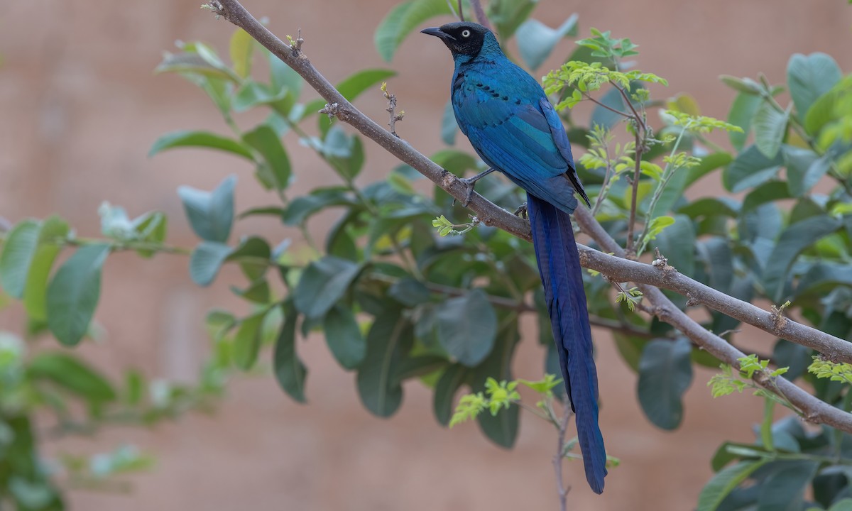 Long-tailed Glossy Starling - ML534023581