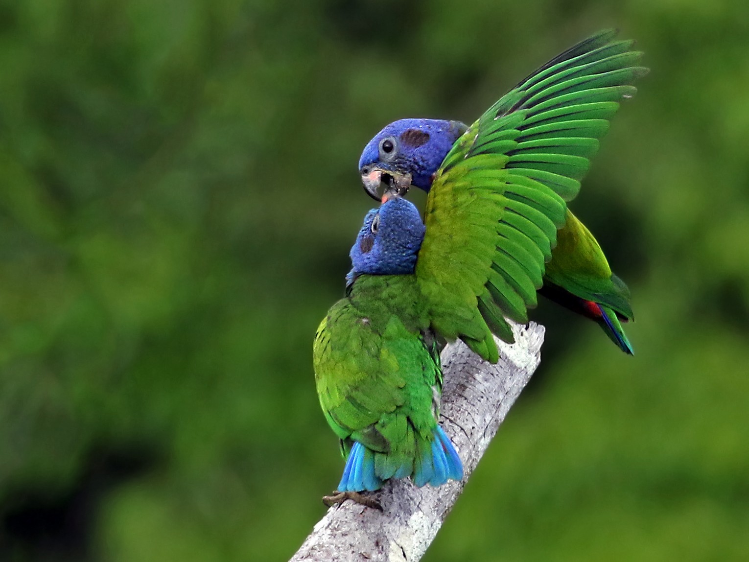 blue  headed parrot