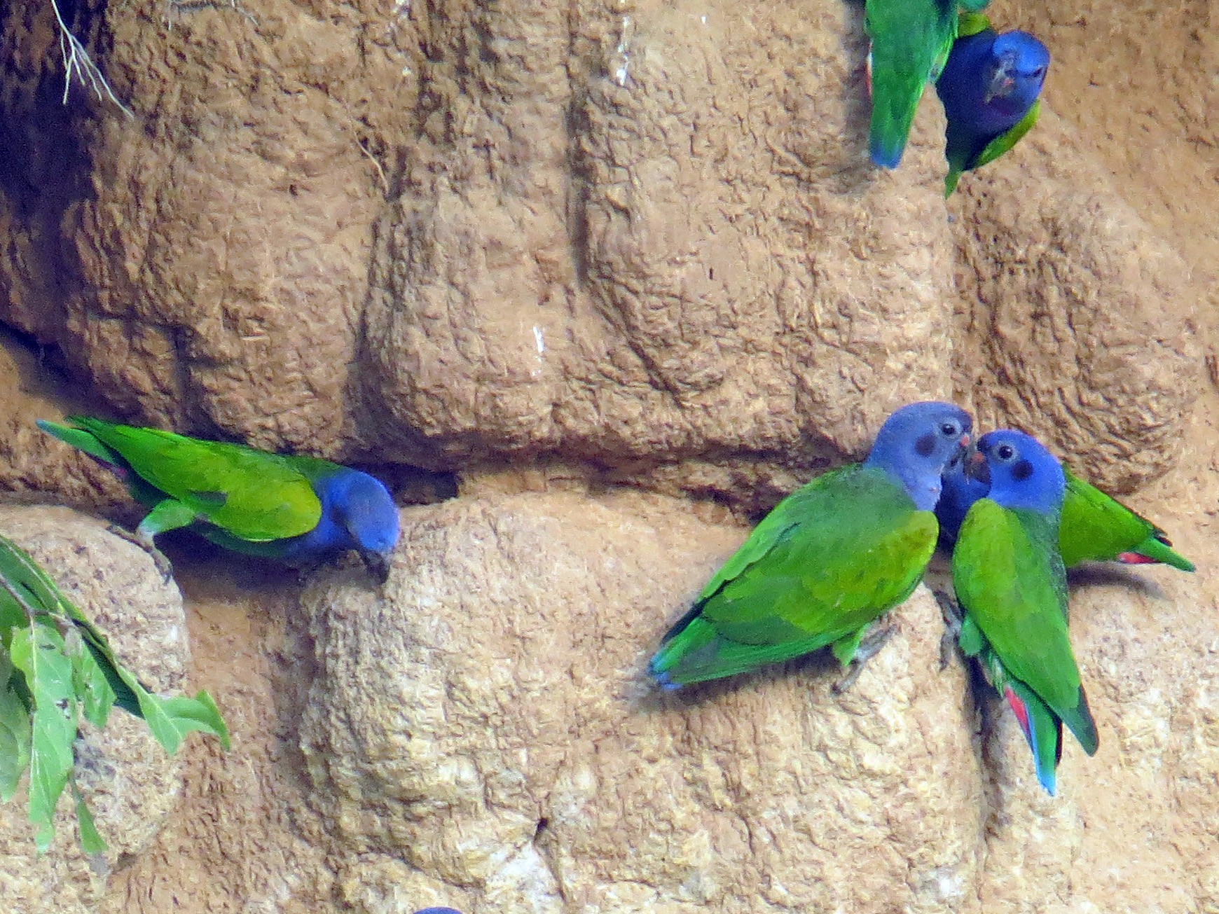 Blue-headed Parrot - Fred Peters