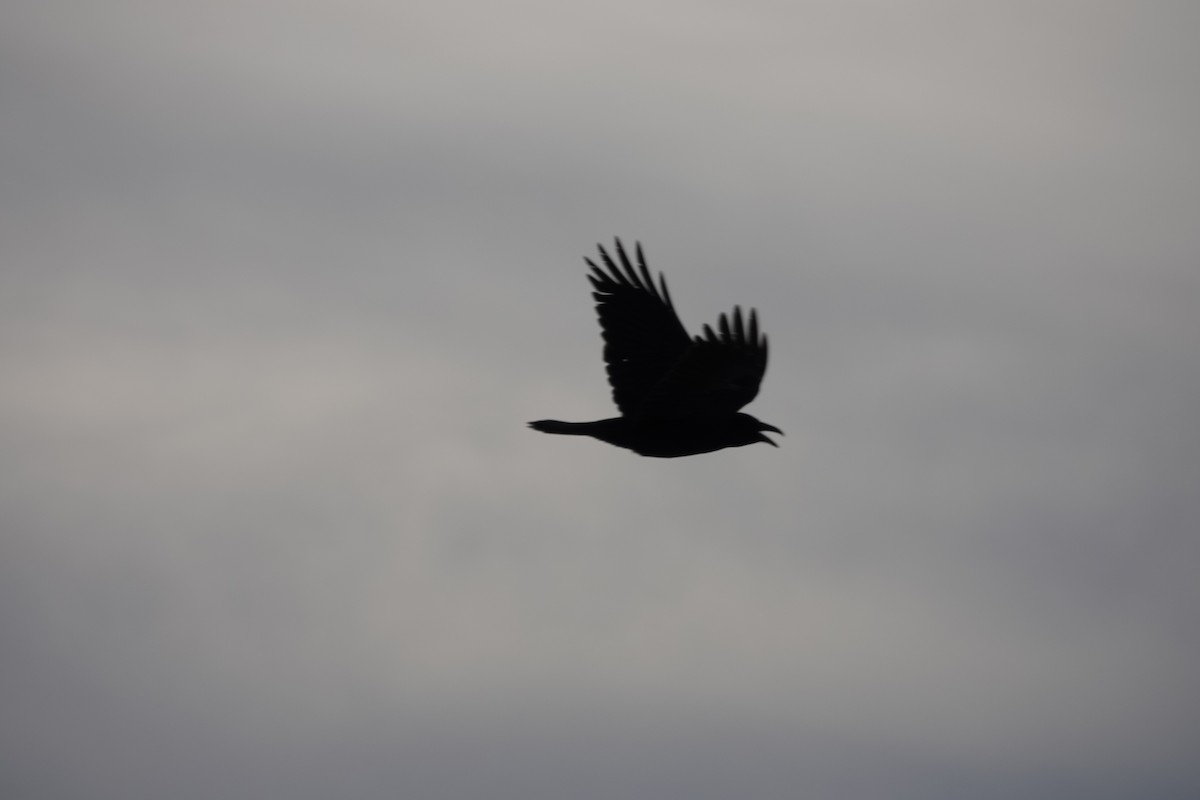 Common Raven - Bruce Hallman