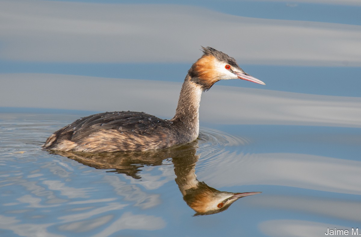 Great Crested Grebe - ML534026351