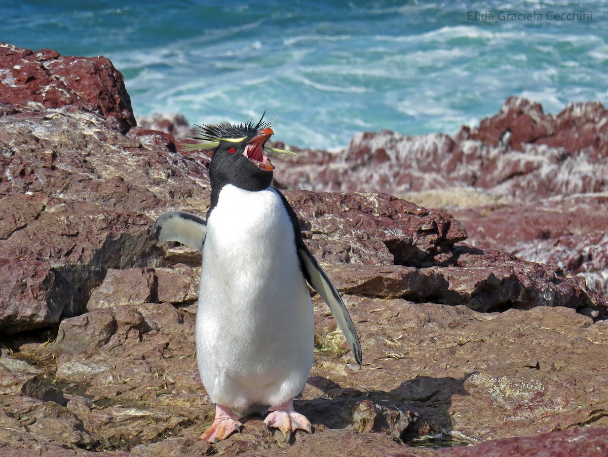 Pingüino Saltarrocas Meridional - ML53402851