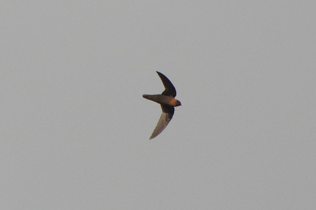 Chestnut-collared Swift - Cory Gregory