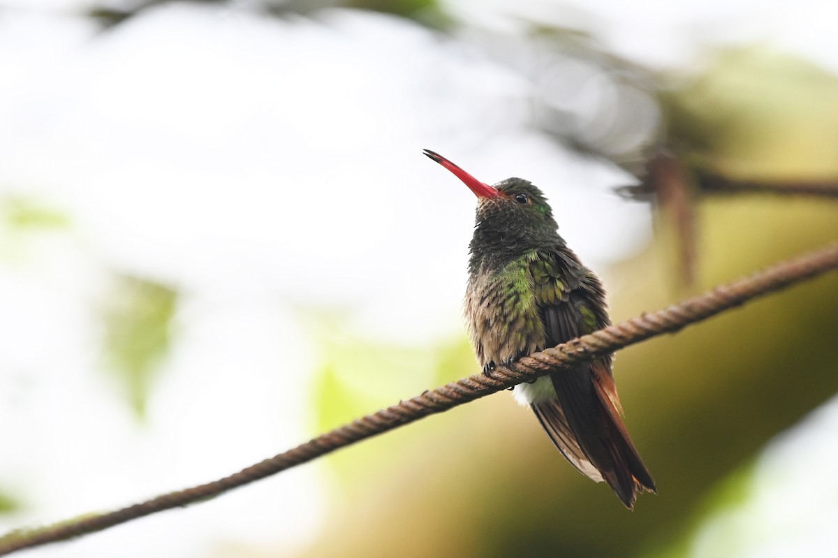 Rufous-tailed Hummingbird - ML534036891