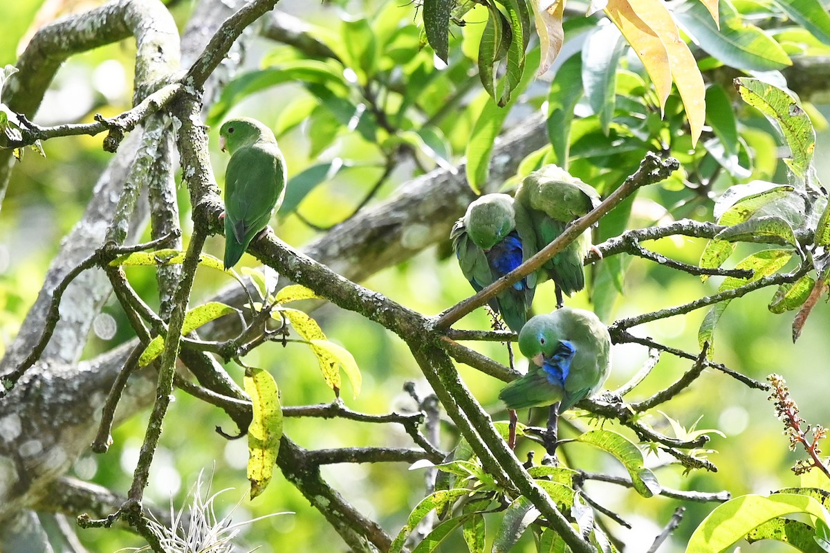 Spectacled Parrotlet - ML534038021