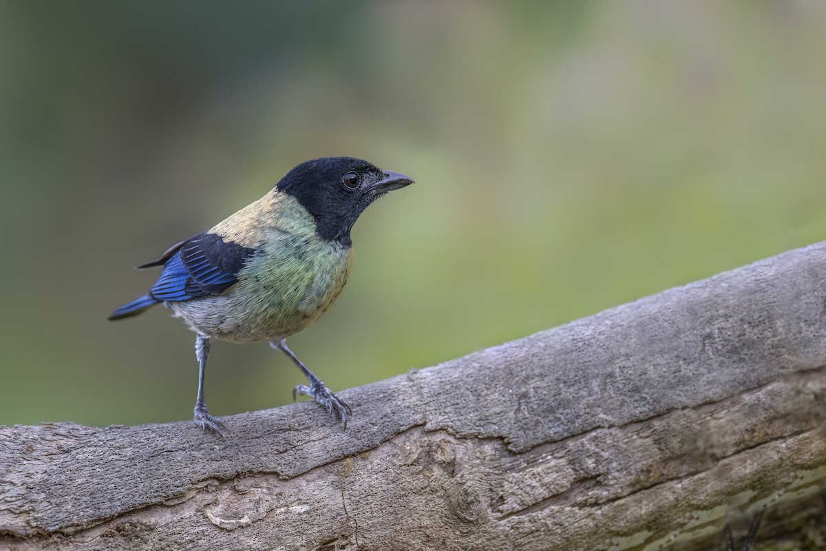 Black-headed Tanager - ML534039181