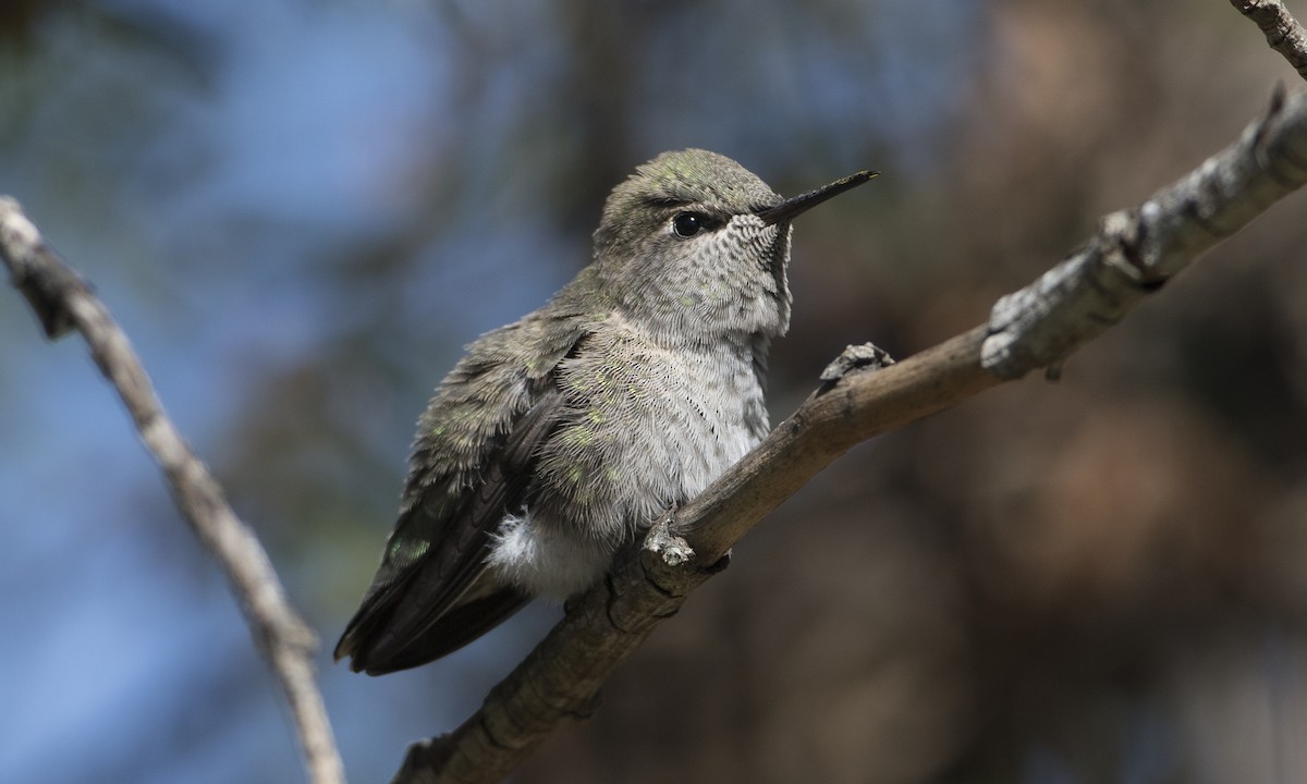 Anna's Hummingbird - ML53403961