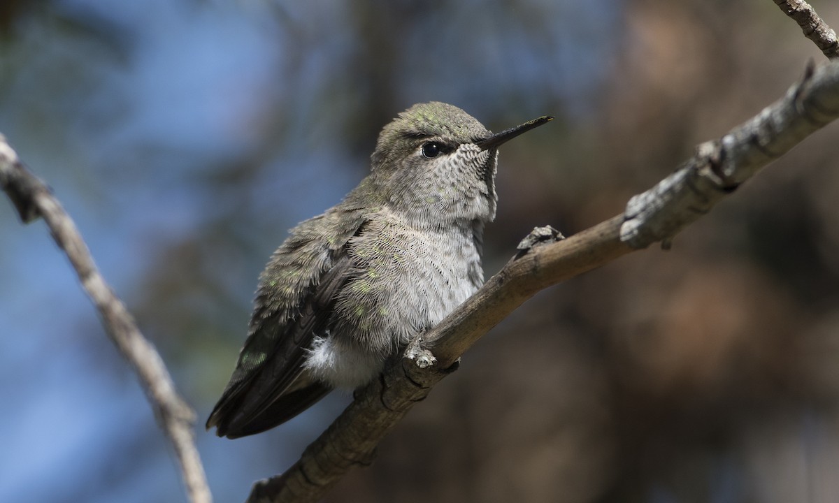 Anna's Hummingbird - ML53403971