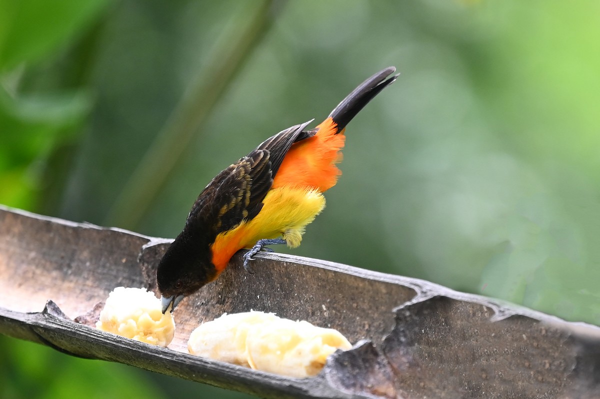 Flame-rumped Tanager - ML534040291