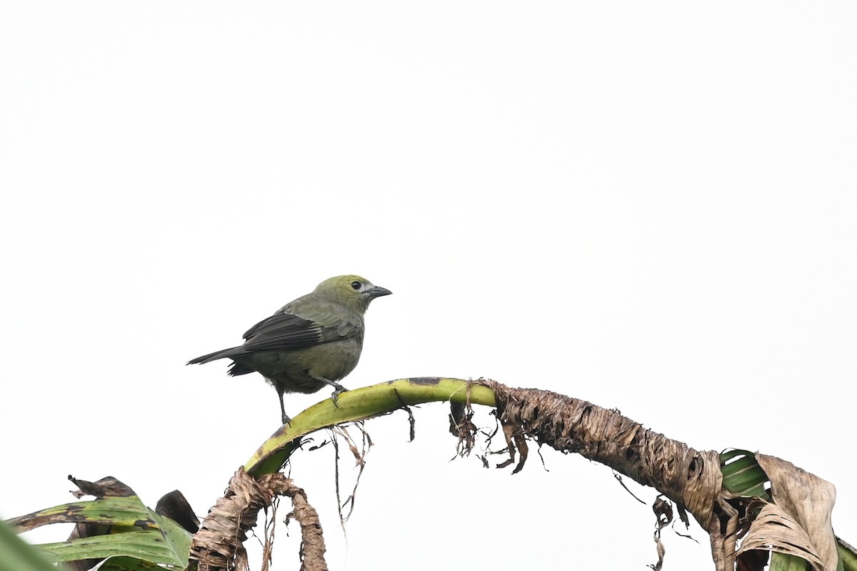 Palm Tanager - ML534040651