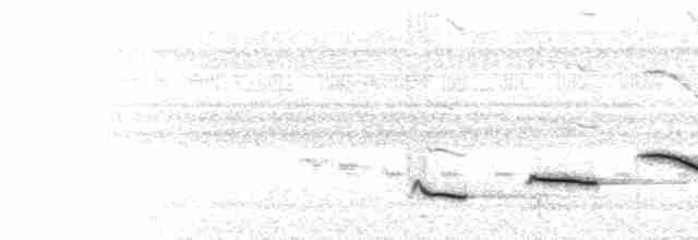  - Orange-backed Troupial