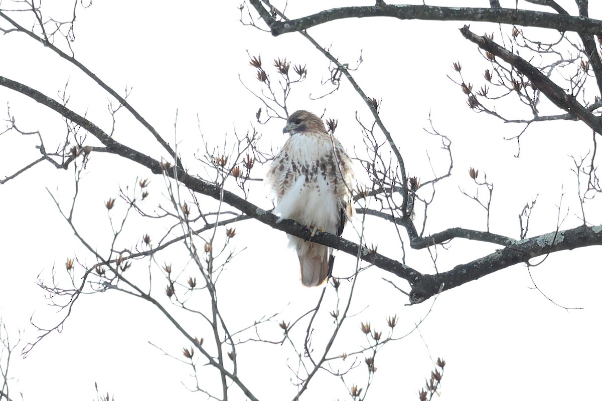 Red-tailed Hawk - ML534047871