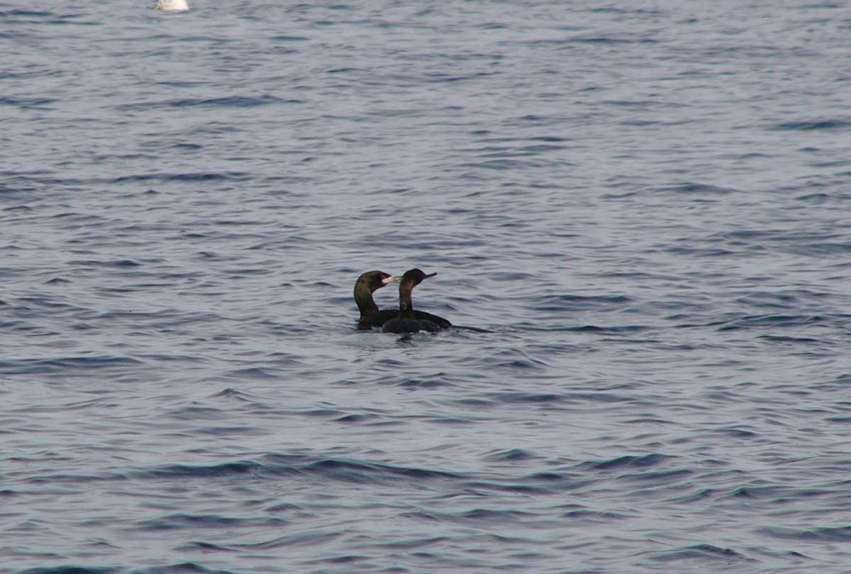 Red-faced Cormorant - ML534047931