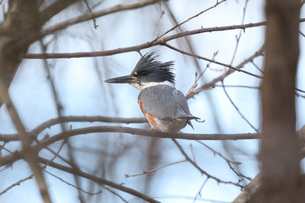 Belted Kingfisher - ML534047941