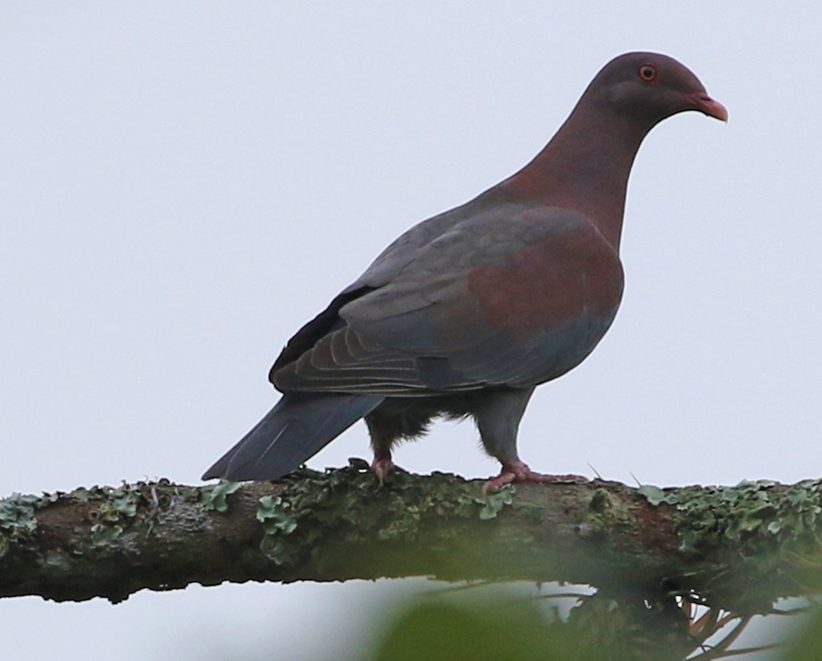 Red-billed Pigeon - ML53404831