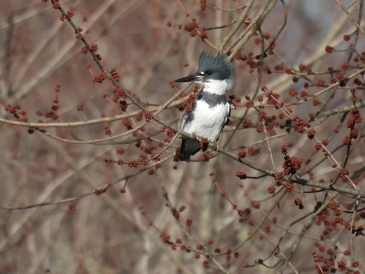 Belted Kingfisher - ML534053311