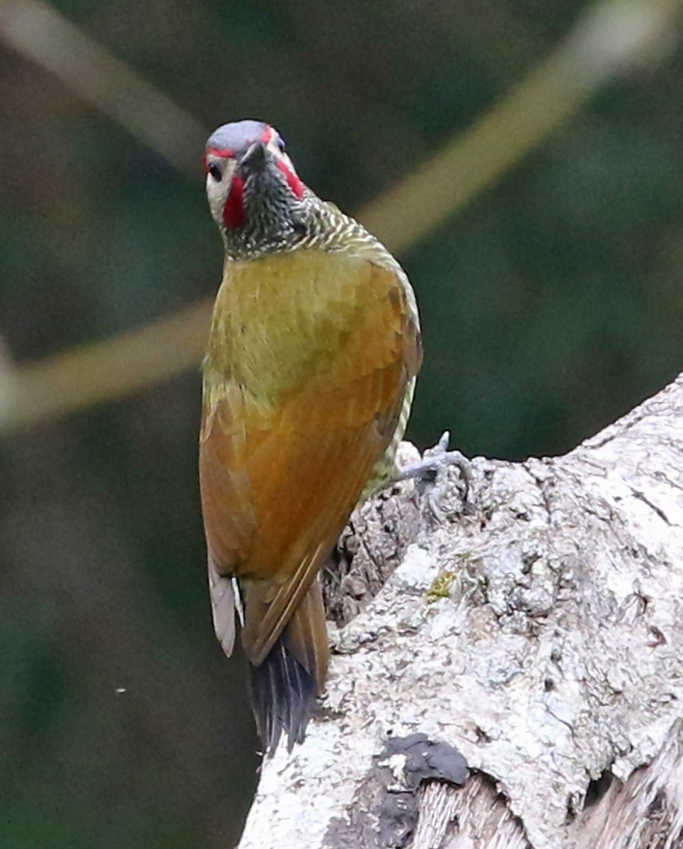 Golden-olive Woodpecker - ML53405361