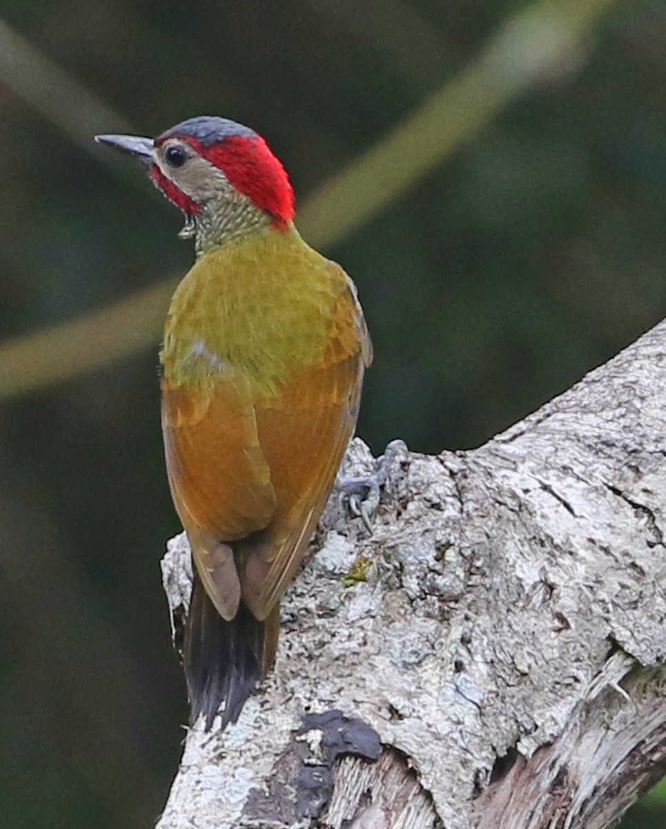 Golden-olive Woodpecker - ML53405381