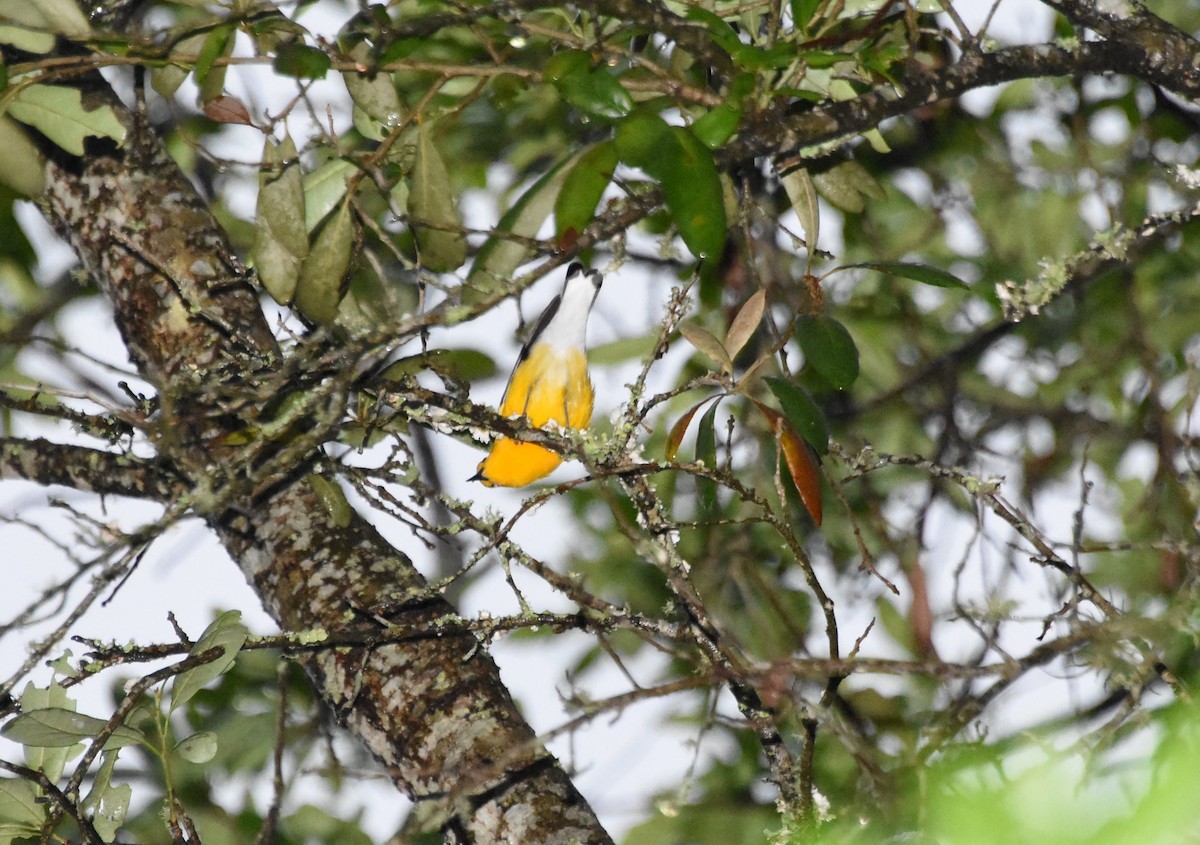 Prothonotary Warbler - Thomas Rohtsalu