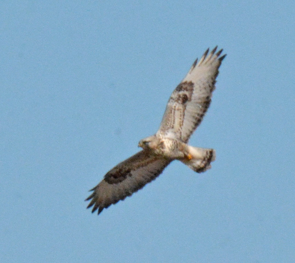 Rough-legged Hawk - ML534060821