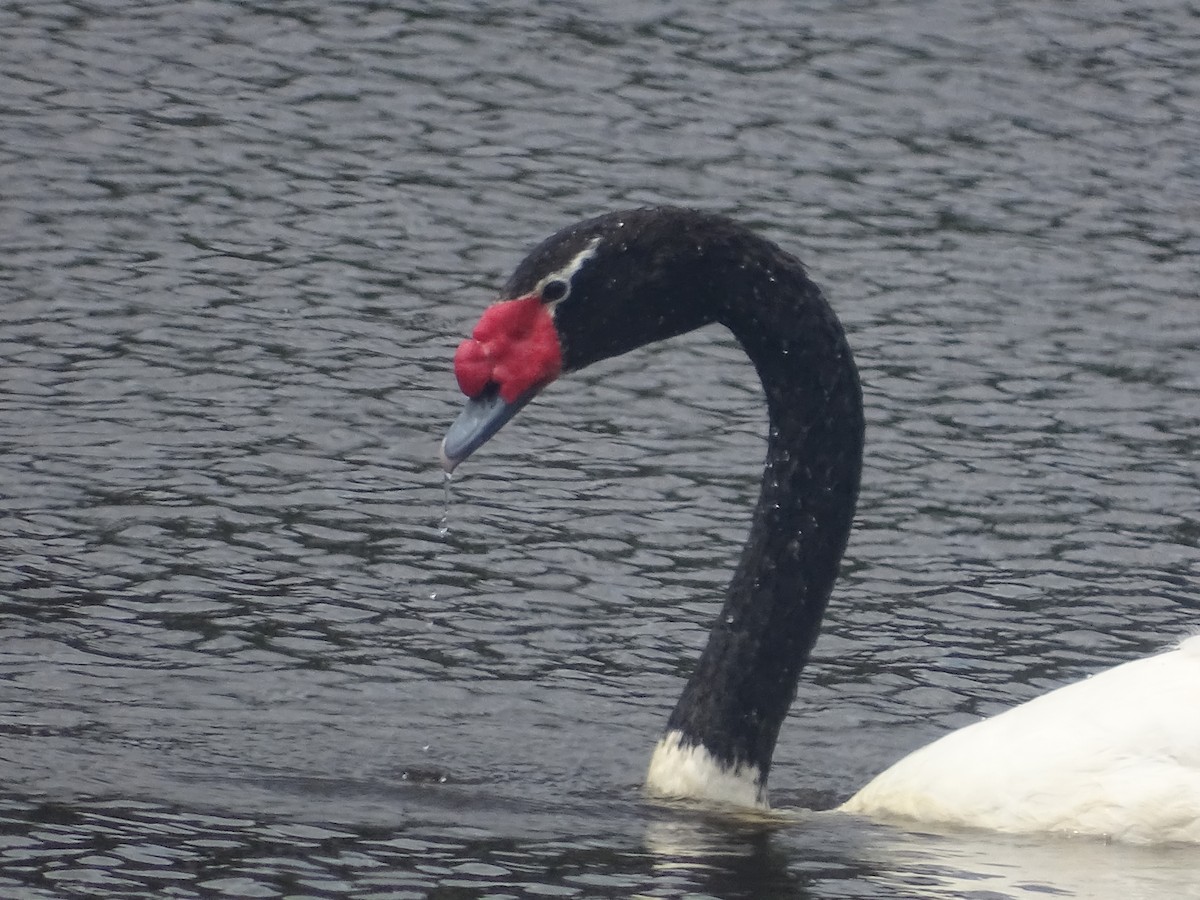 Black-necked Swan - José Ignacio Catalán Ruiz