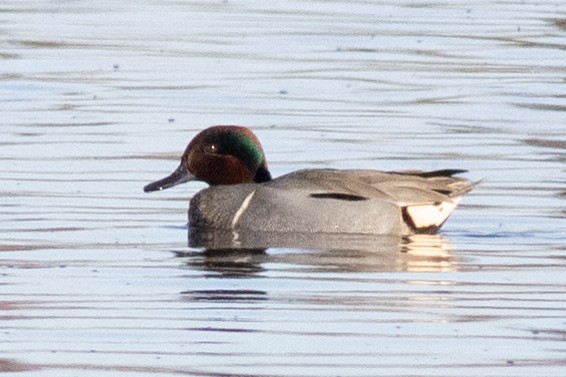 Green-winged Teal - ML534067071