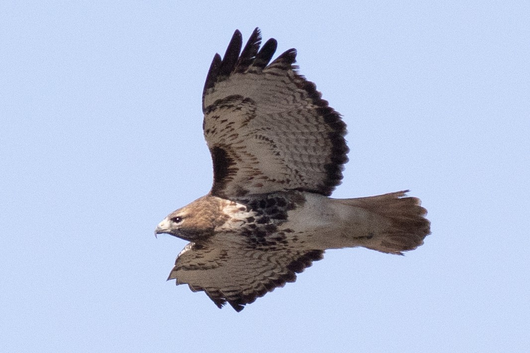 Red-tailed Hawk - ML534067281