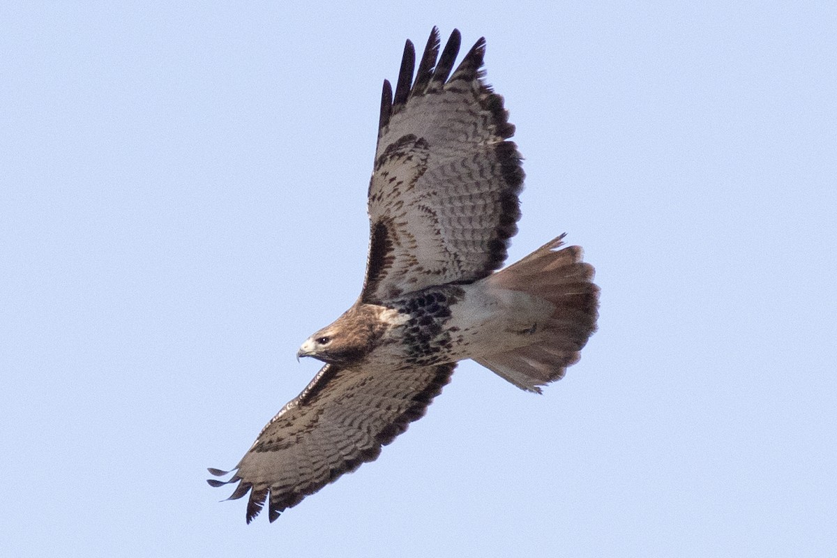 Red-tailed Hawk - ML534067291