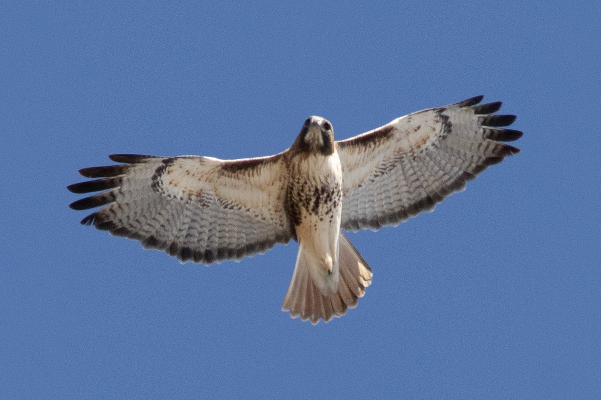 Red-tailed Hawk - ML534067421