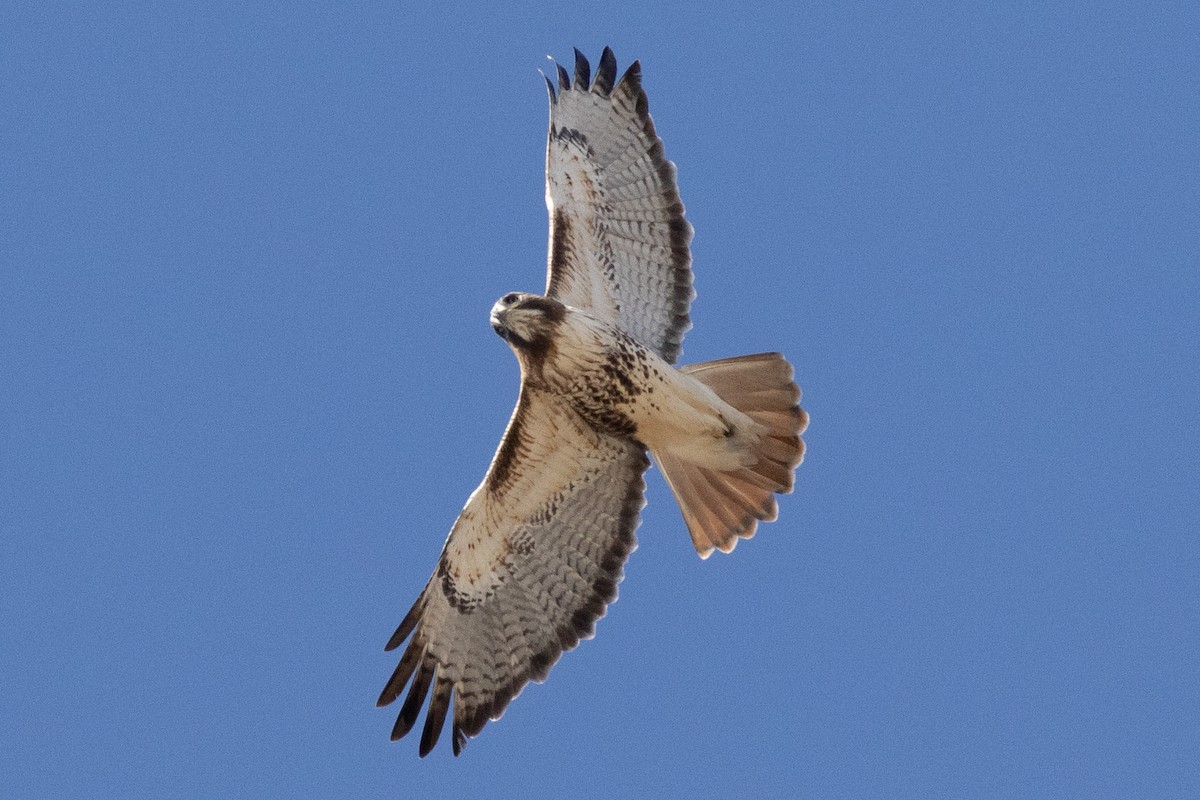 Red-tailed Hawk - ML534067431