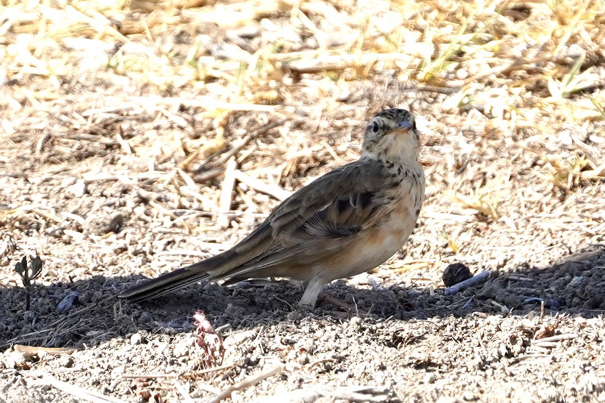 African Pipit - ML534067821