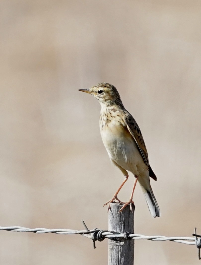 African Pipit - ML534067831
