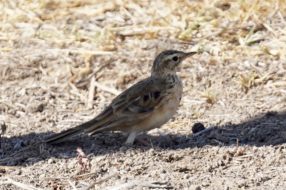 African Pipit - ML534067851