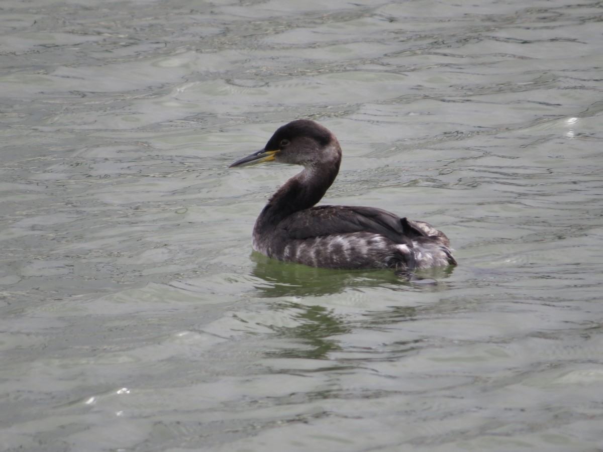Red-necked Grebe - ML534068411