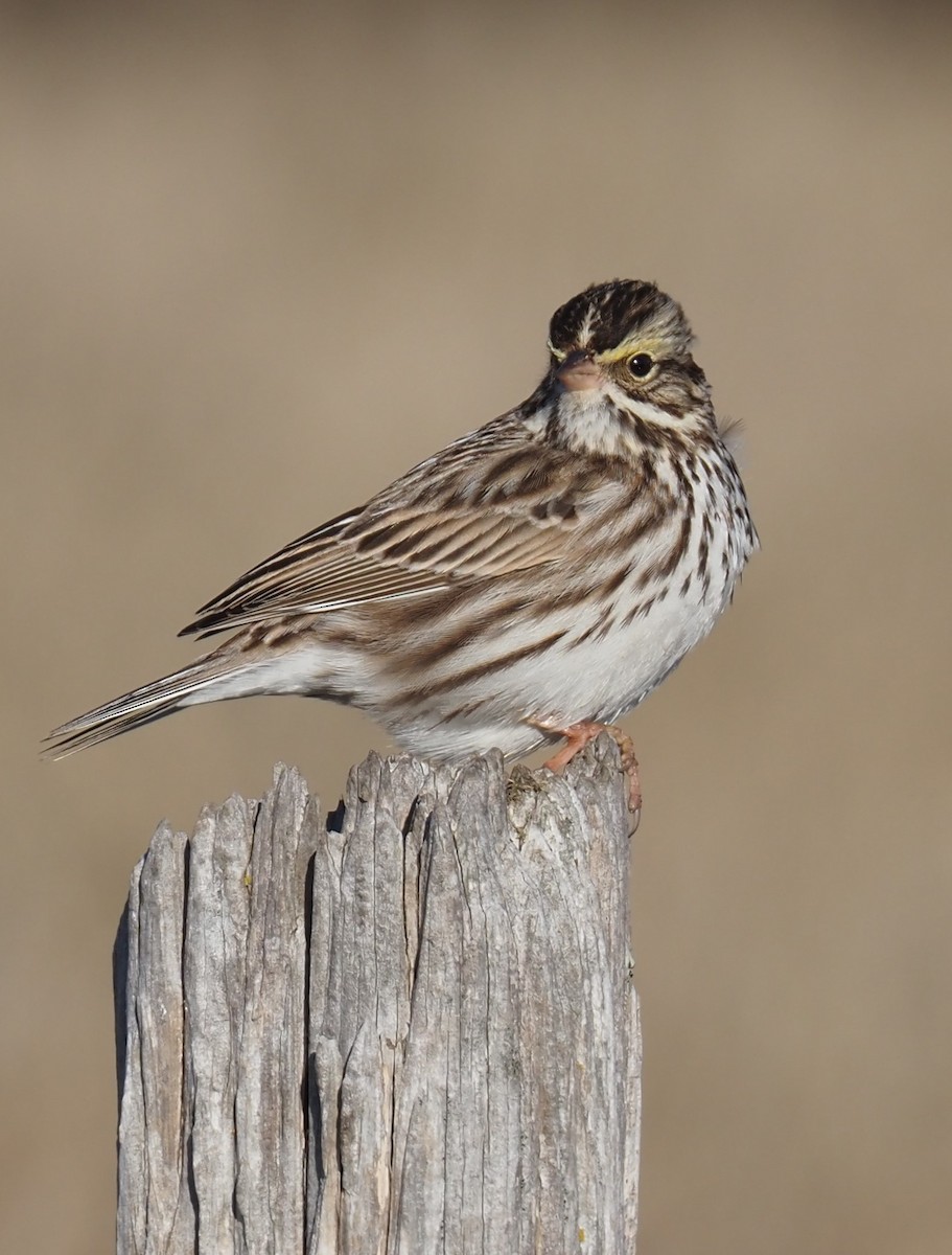 Savannah Sparrow - ML534069801
