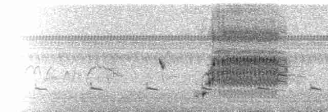  - Red-shouldered Blackbird