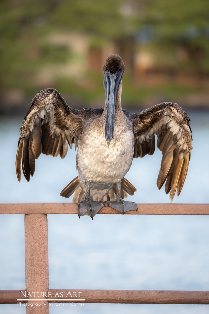 Brown Pelican (Galapagos) - ML534077471
