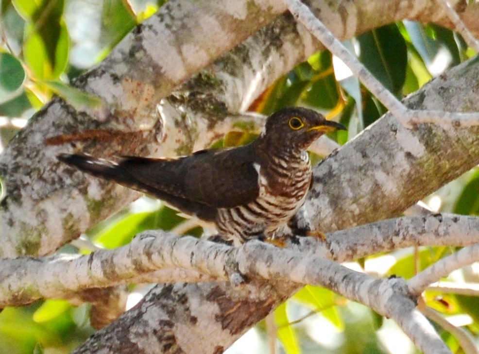 Lesser Cuckoo - Cheran Jagadeesan