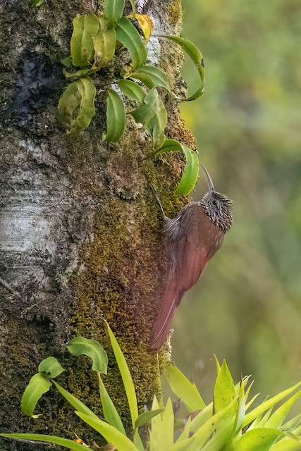 Streak-headed Woodcreeper