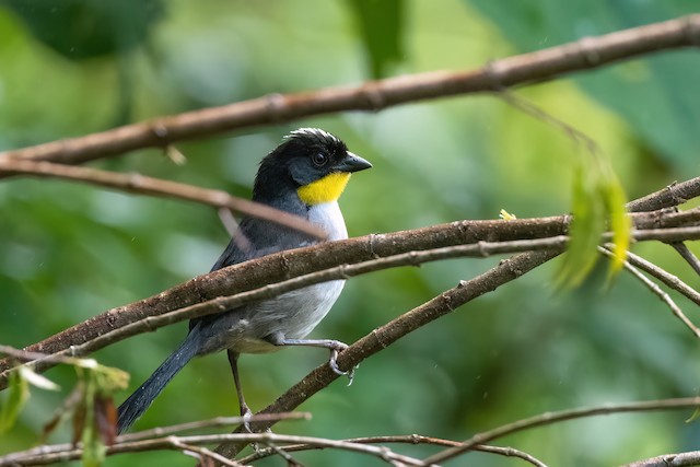 White-naped Brushfinch