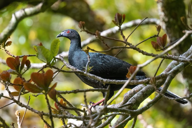 Black Guan