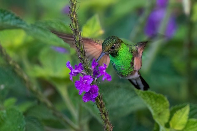 Stripe-tailed Hummingbird
