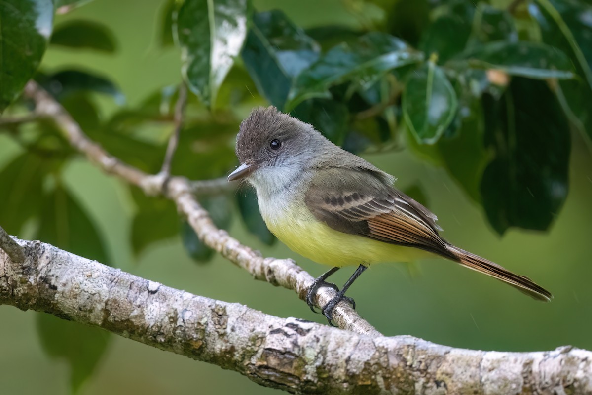 Dusky-capped Flycatcher - Adam Jackson