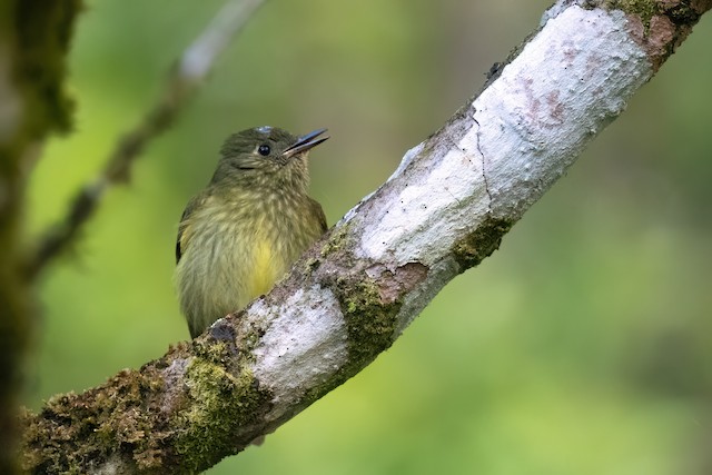 Olive-streaked Flycatcher