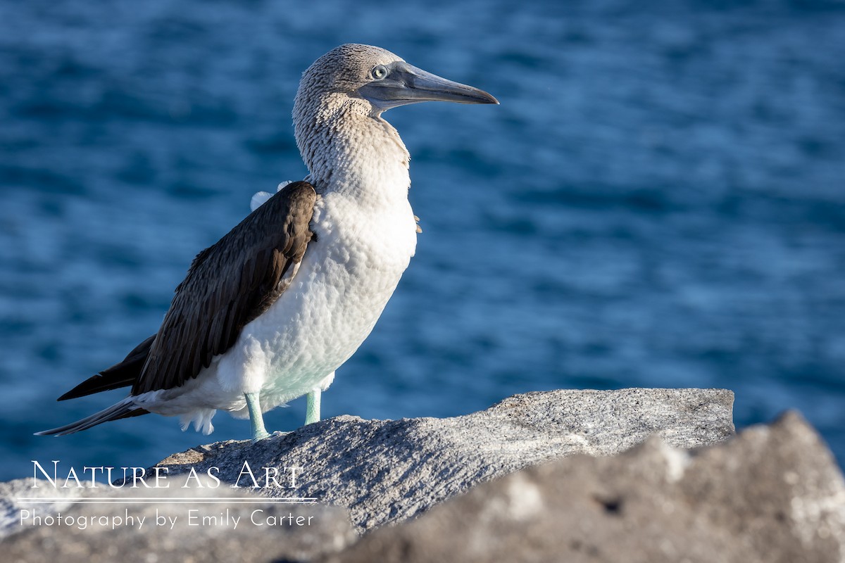 Blue-footed Booby - ML534082141