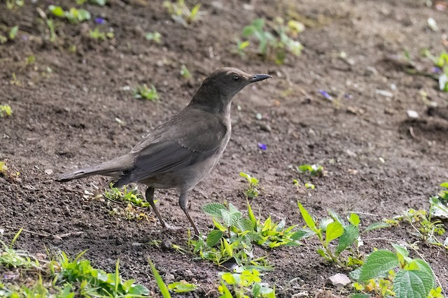 Mountain Thrush