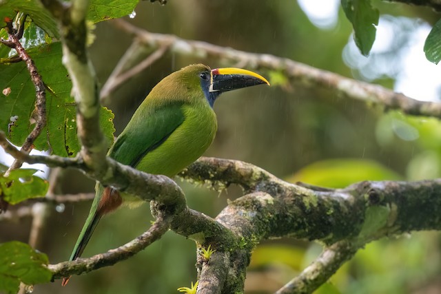 Northern Emerald-Toucanet