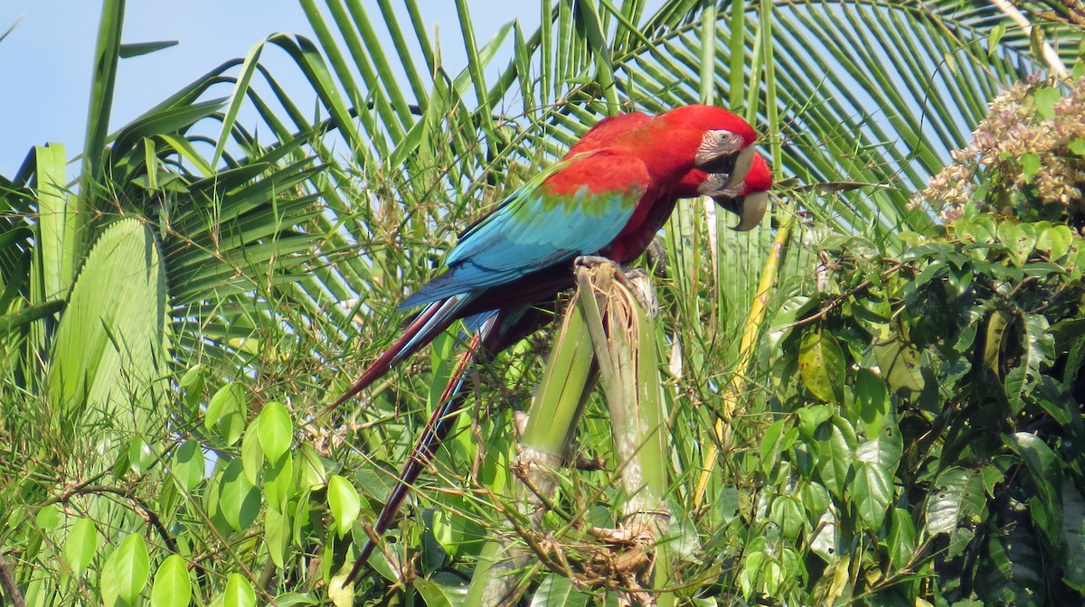 Red-and-green Macaw - Fred Peters