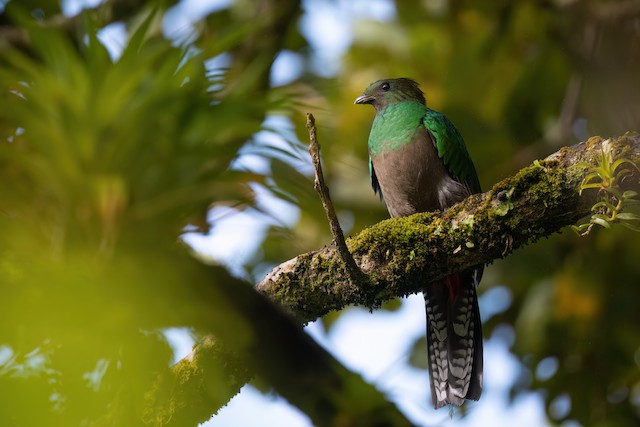 Resplendent Quetzal